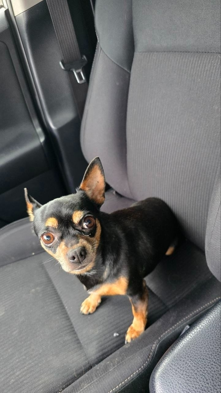 Найдена собака в Пушкине — фото объявления