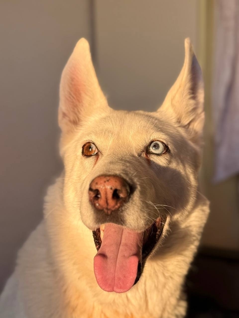 Найдена собака в Пушкине — фото объявления