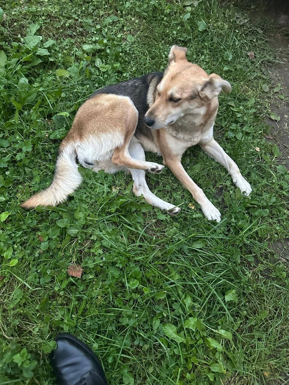 Найдена собака в Пушкине — фото объявления