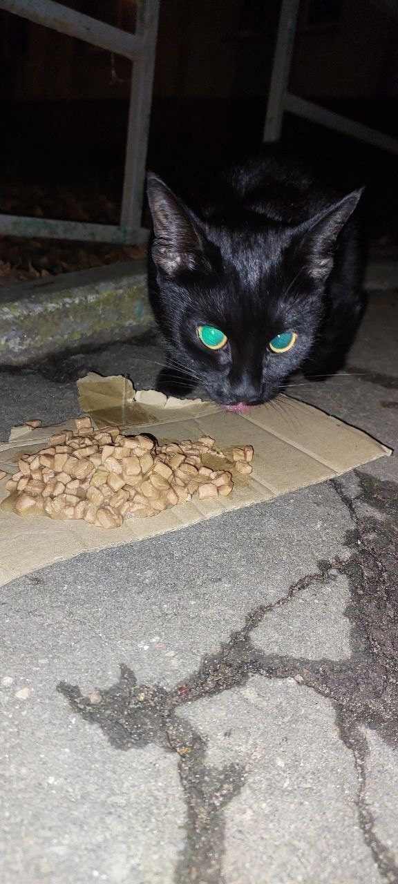 Найдена кошка в Пушкине — фото объявления