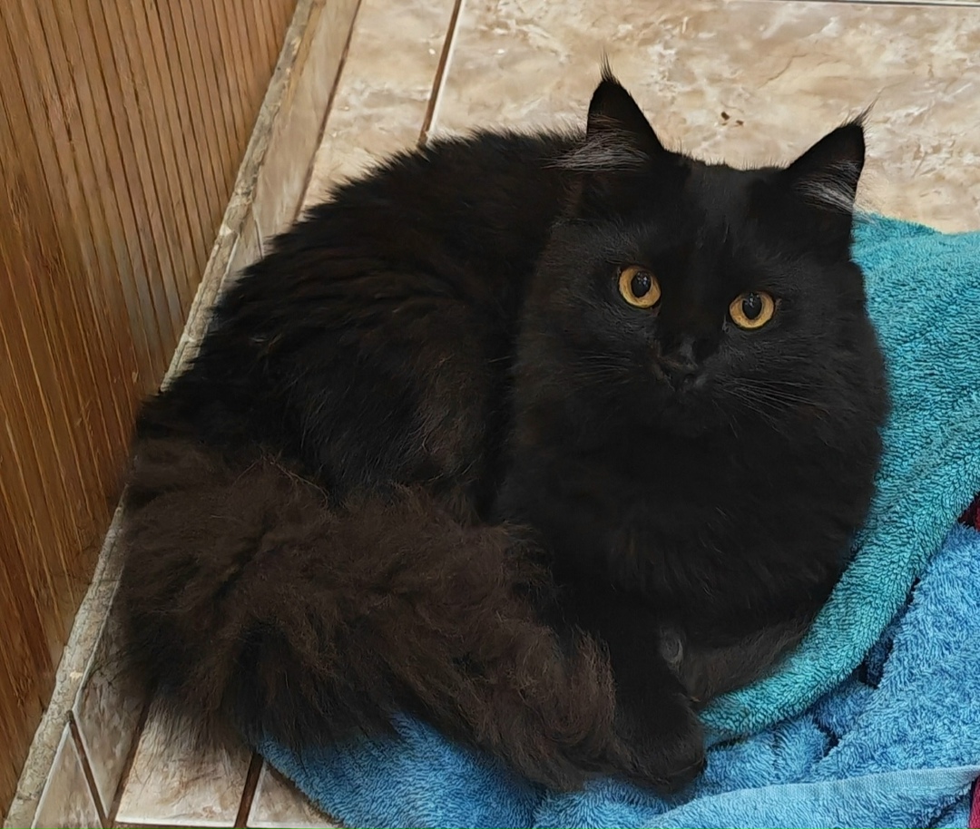 Пропала кошка в Пушкине — фото объявления