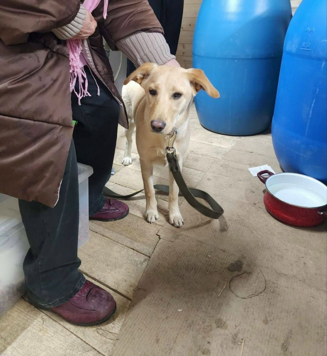 Найдена собака в Пушкине — фото объявления