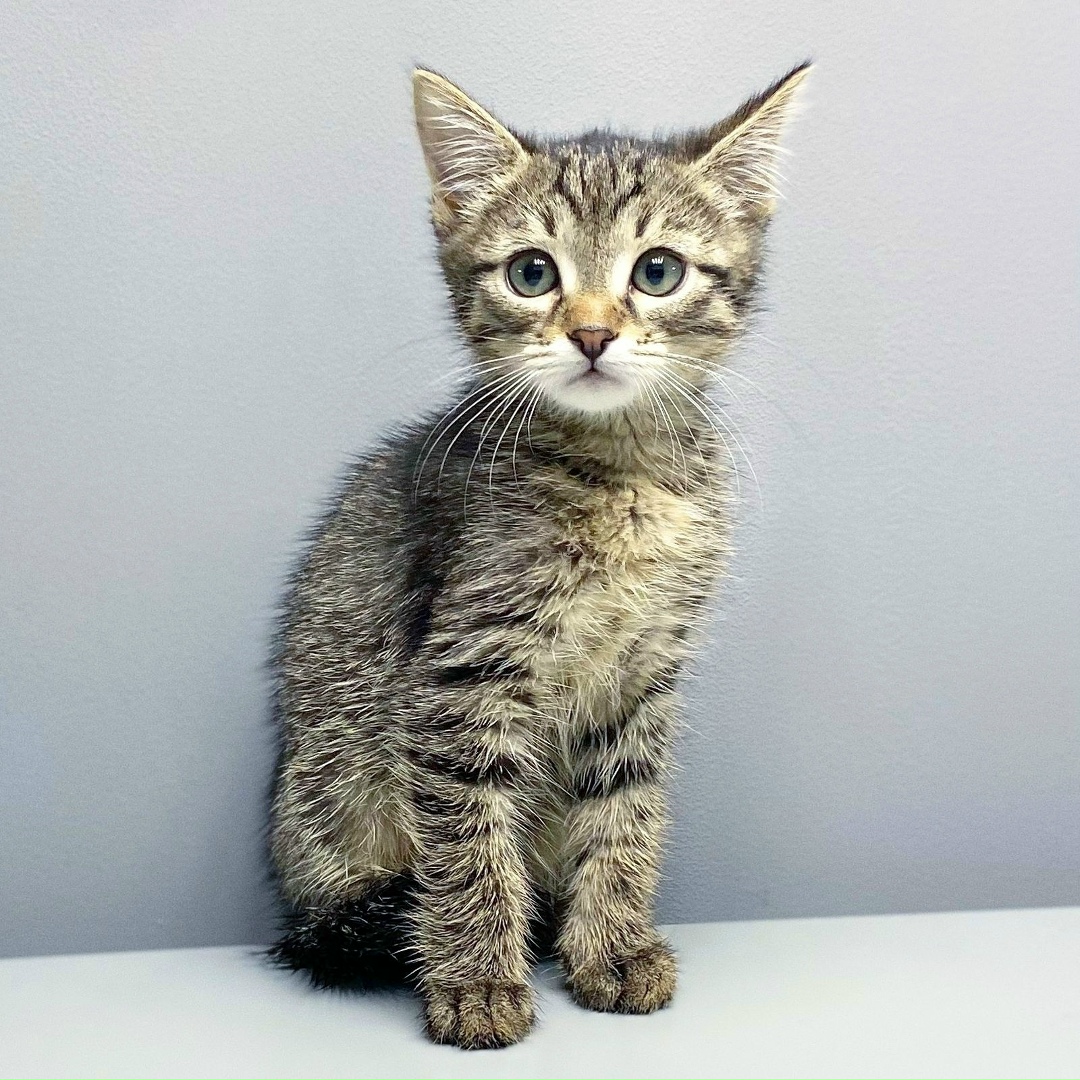 Найдена кошка в Пушкине — фото объявления