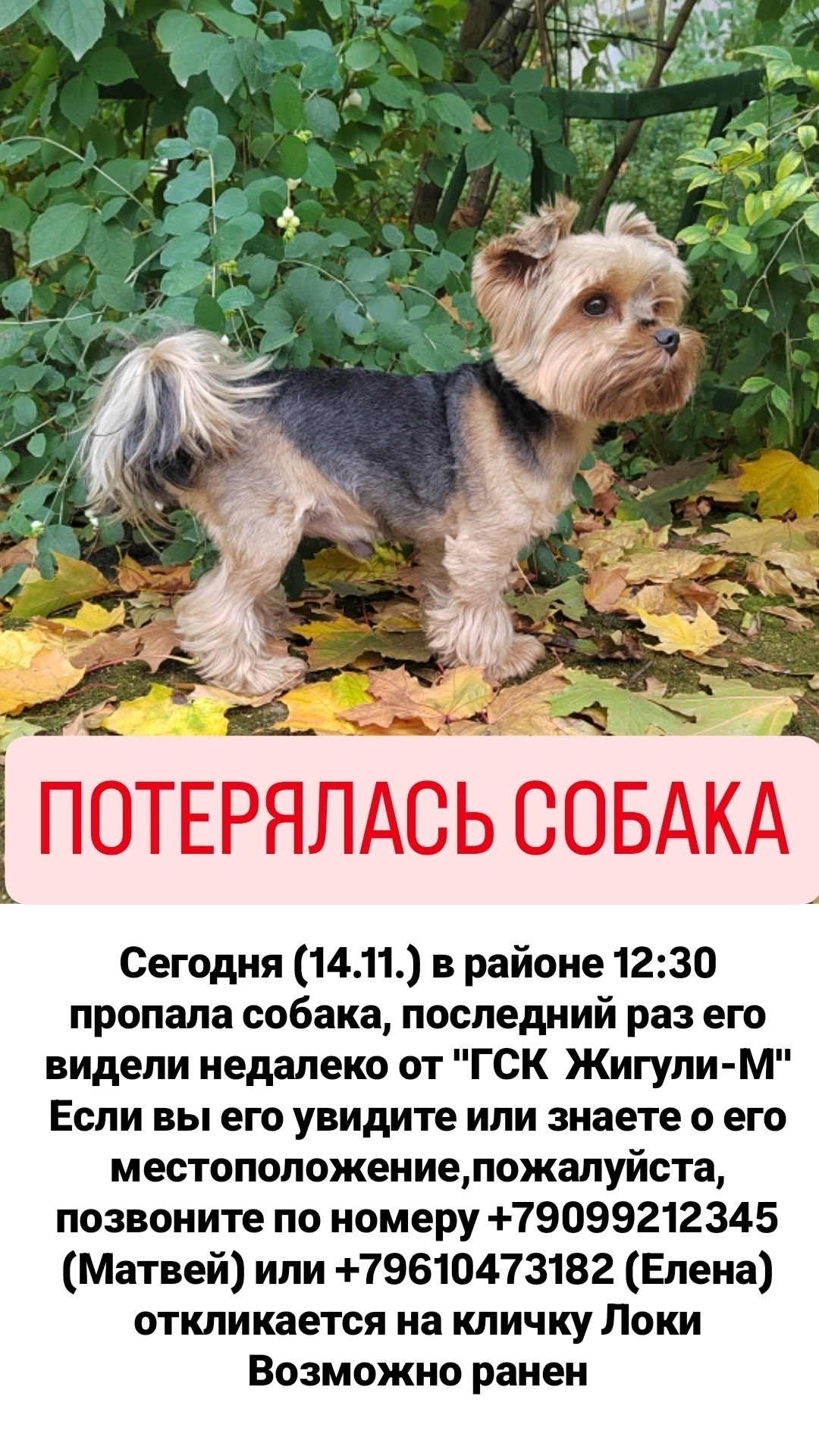 Пропала собака в Пушкине — фото объявления