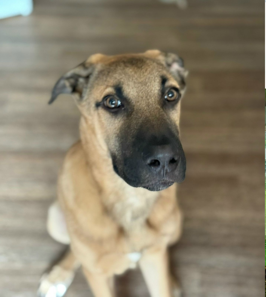 Найдена собака в Пушкине — фото объявления