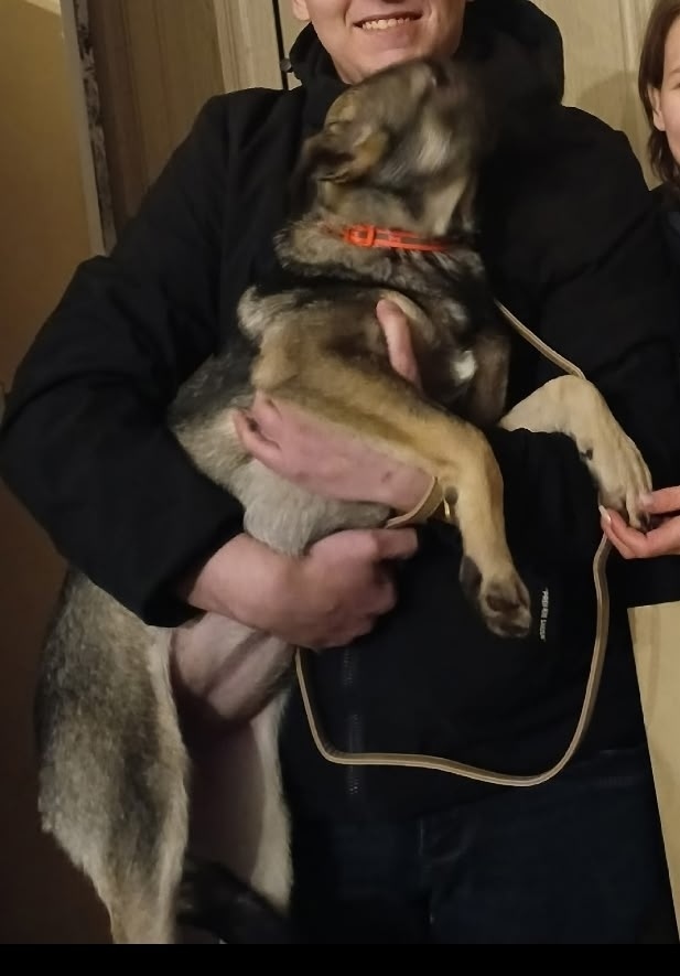 Пропала собака в Пушкине — фото объявления