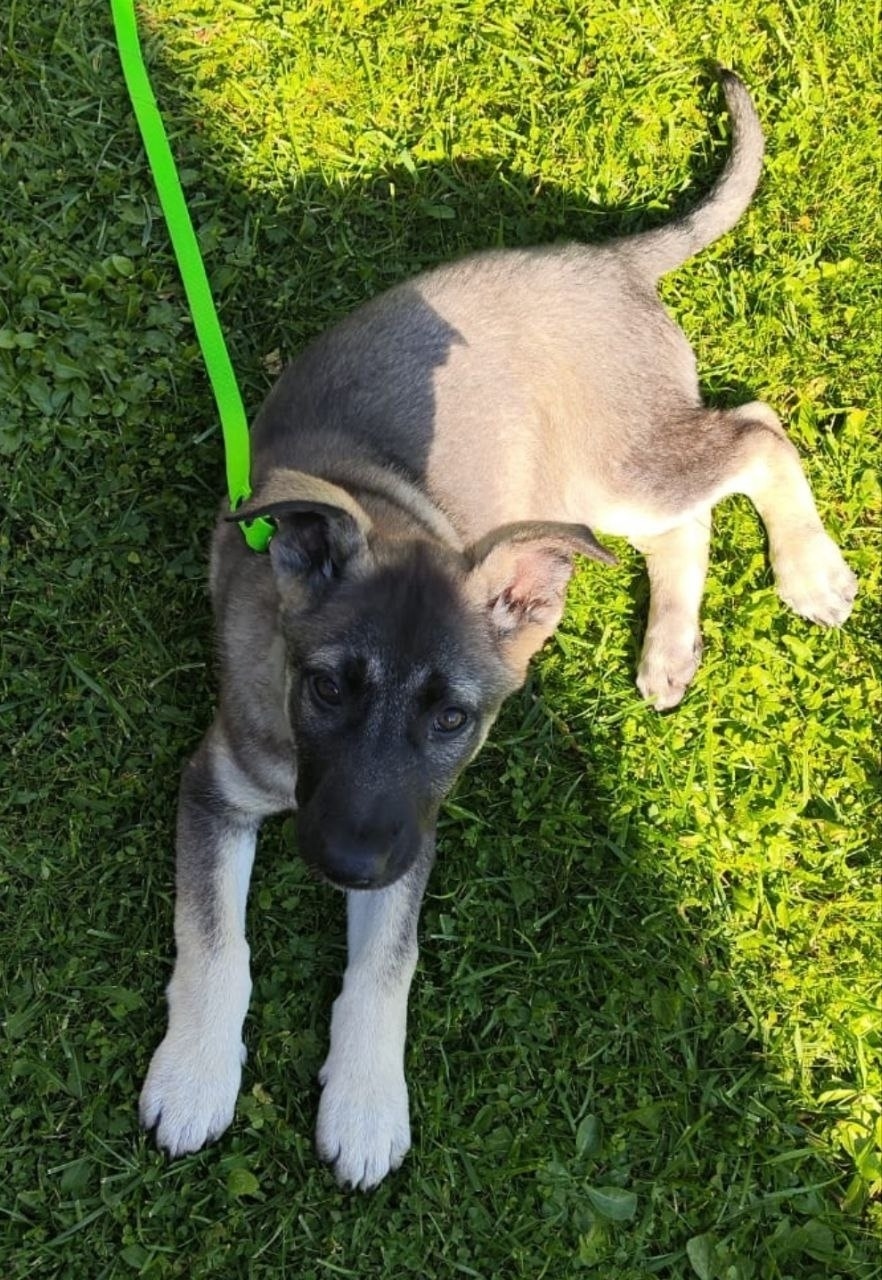 Пропала собака в Пушкине — фото объявления