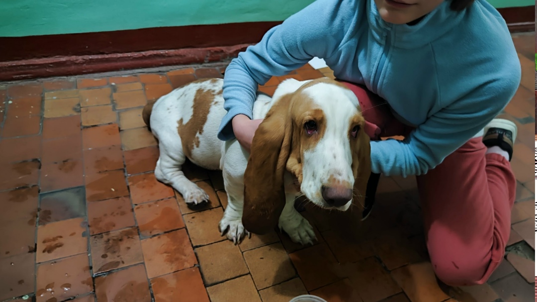 Найдена собака в Пушкине — фото объявления