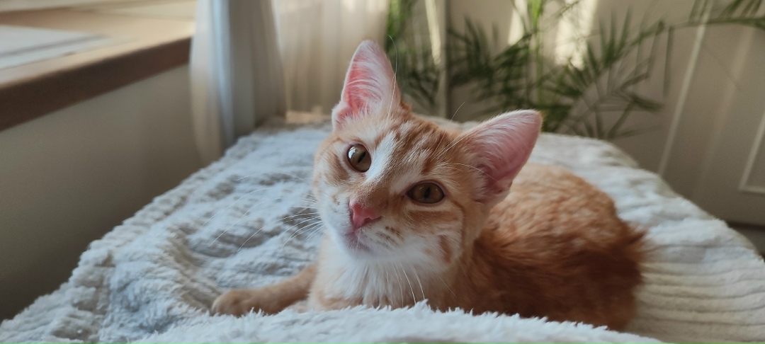 Найдена собака в Пушкине — фото объявления