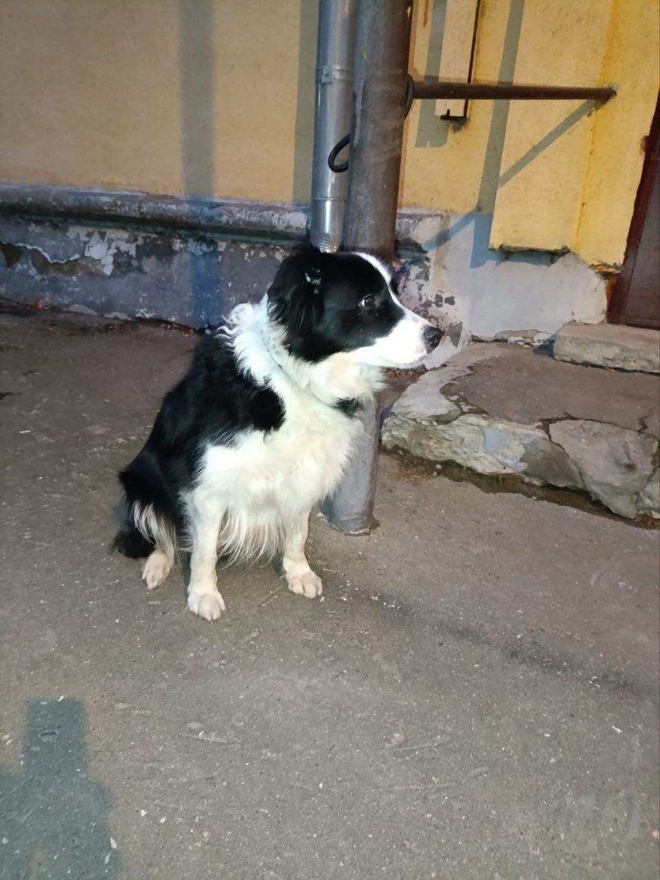 Найдена собака в Пушкине — фото объявления