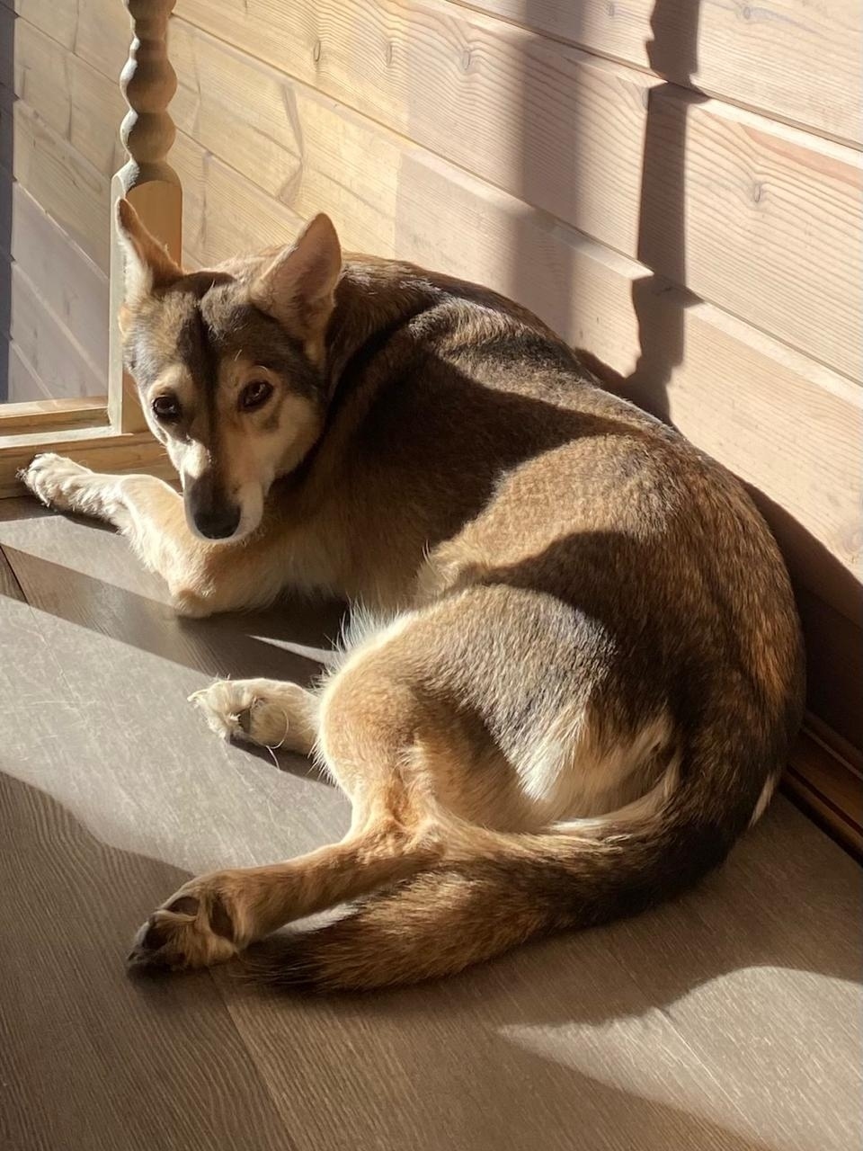 Пропала собака в Пушкине — фото объявления