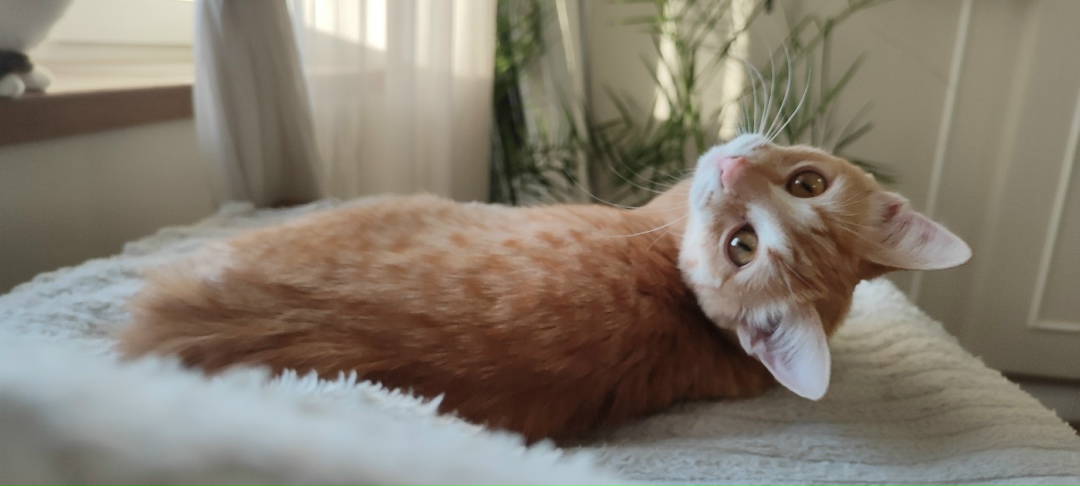 Найдена кошка в Пушкине — фото объявления