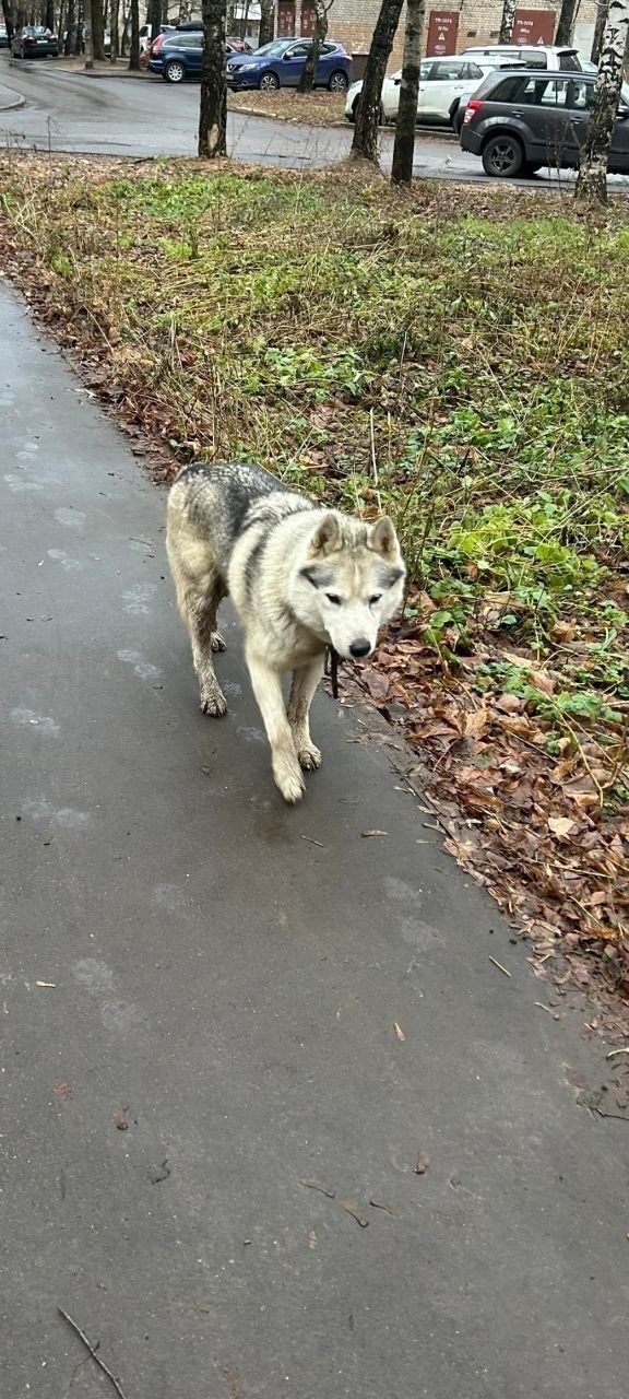 Пропала собака в Пушкине — фото объявления