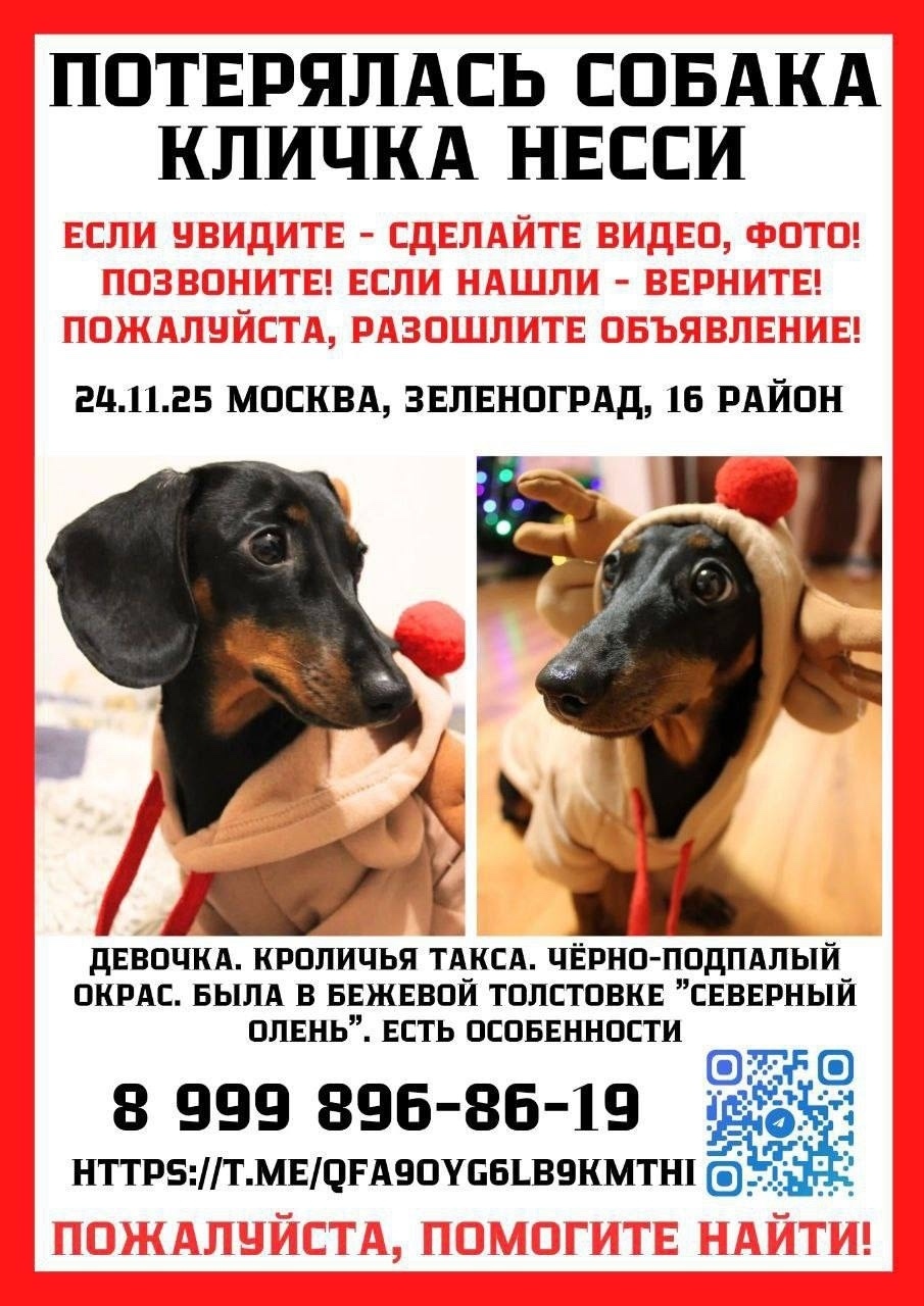 Пропала собака в Пушкине — фото объявления