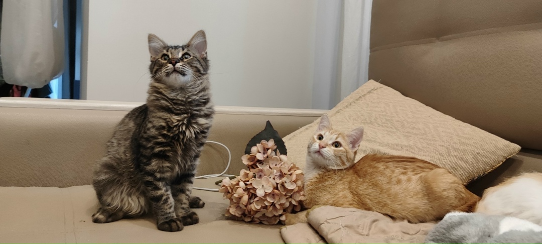 Найдена собака в Пушкине — фото объявления