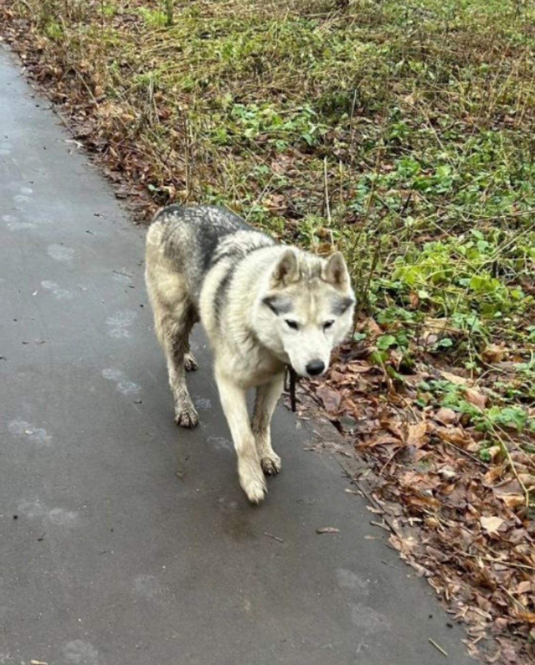 Найдена собака в Пушкине — фото объявления