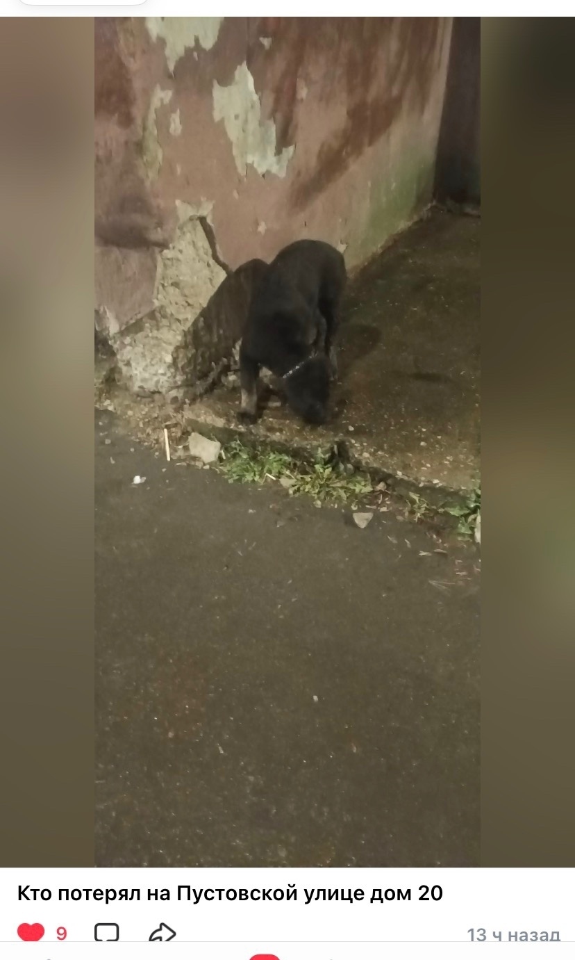 Найдена собака в Пушкине — фото объявления