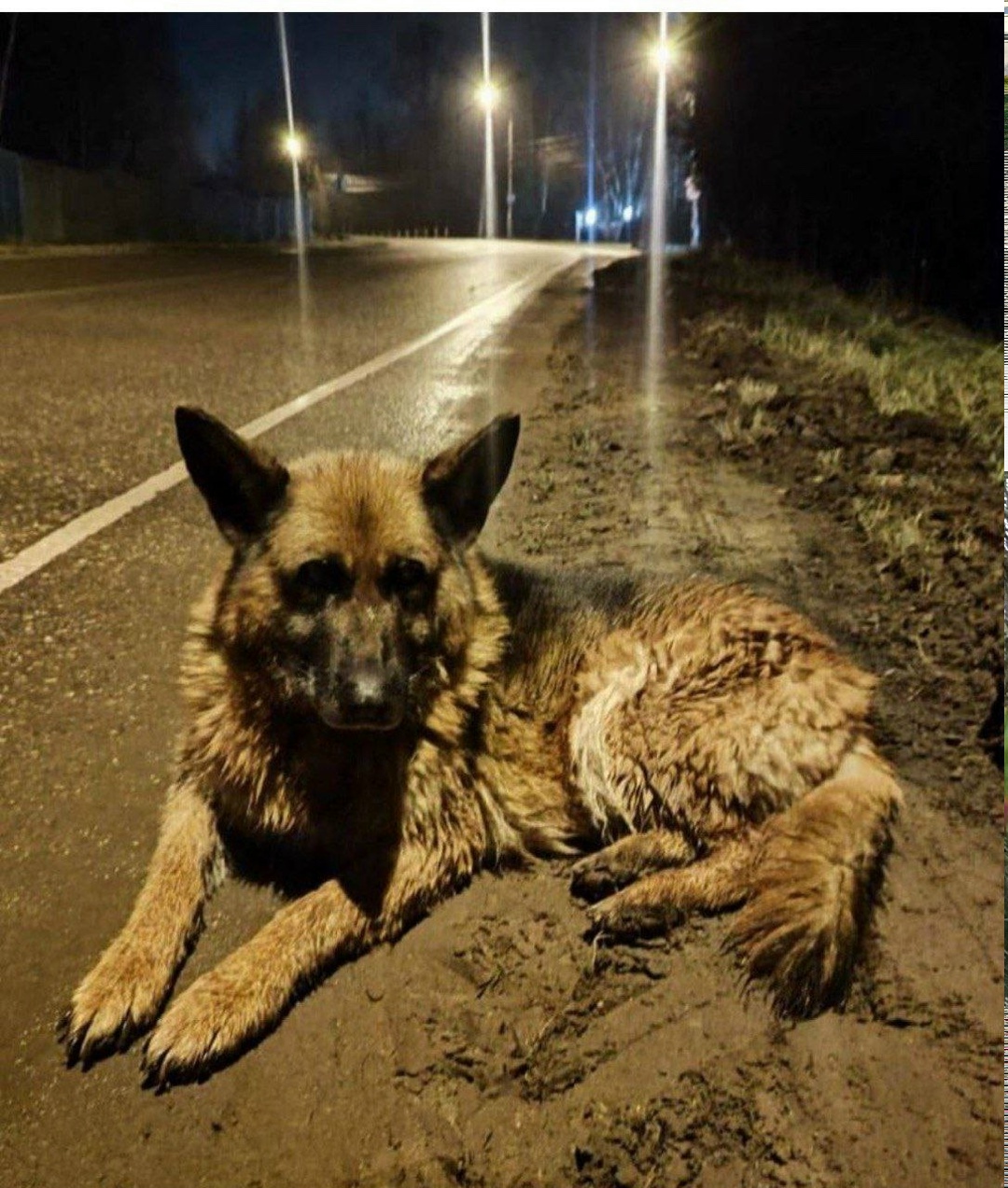 Пропала собака в Пушкине — фото объявления