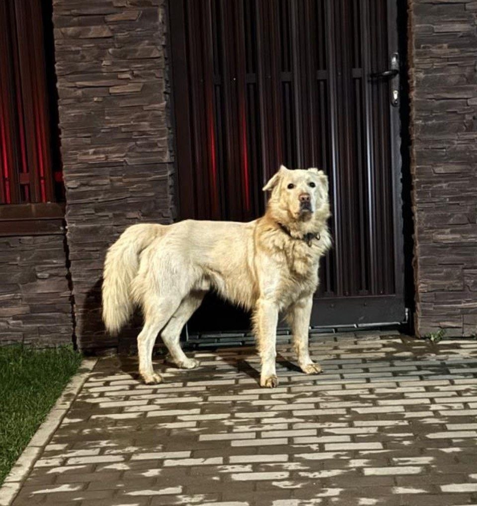 Найдена собака в Пушкине — фото объявления