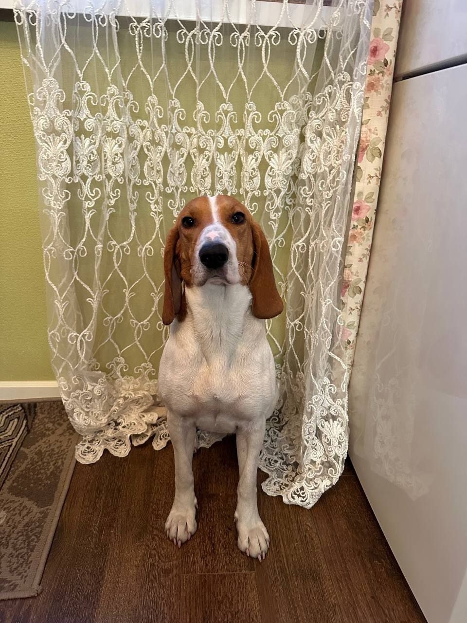 Пропала собака в Пушкине — фото объявления