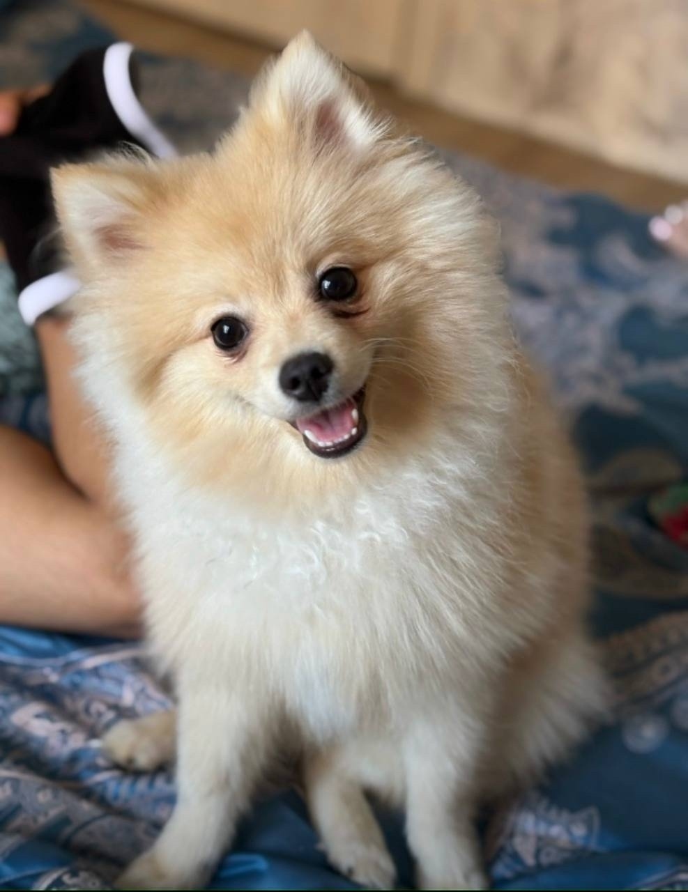 Пропала собака в Пушкине — фото объявления