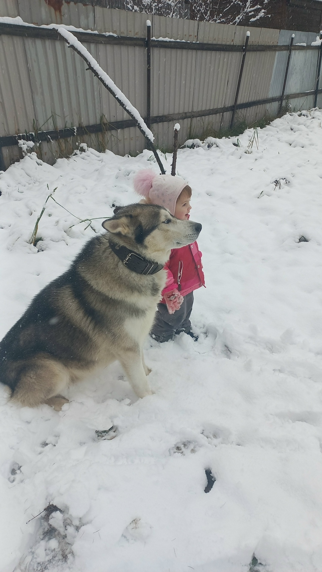 Пропала собака в Пушкине — фото объявления