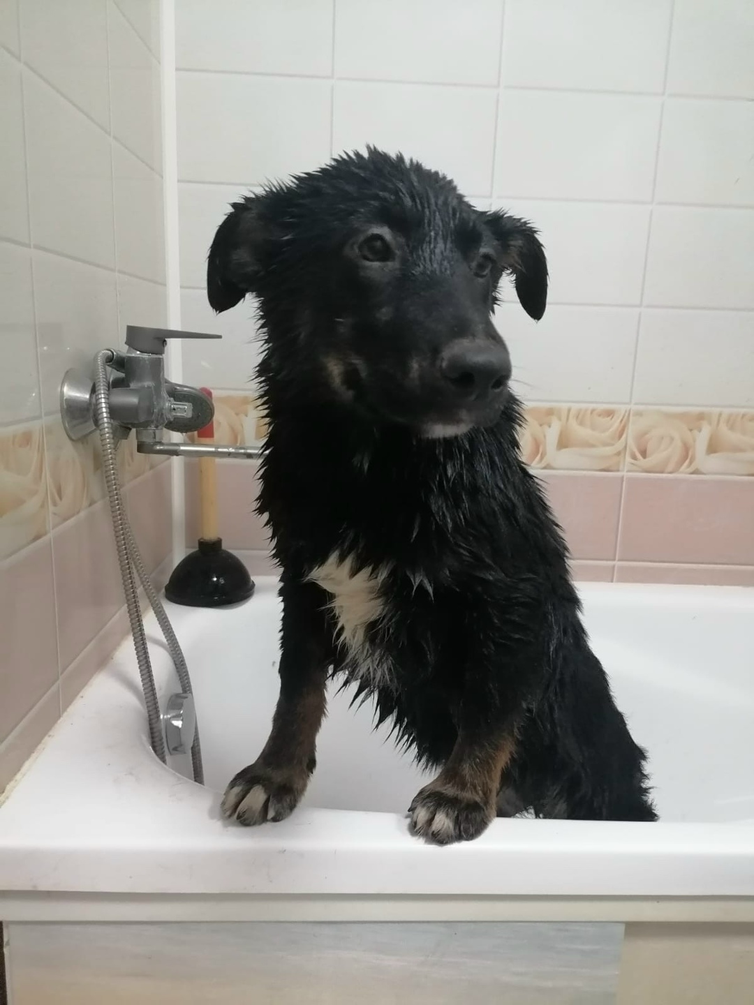 Найдена собака в Пушкине — фото объявления