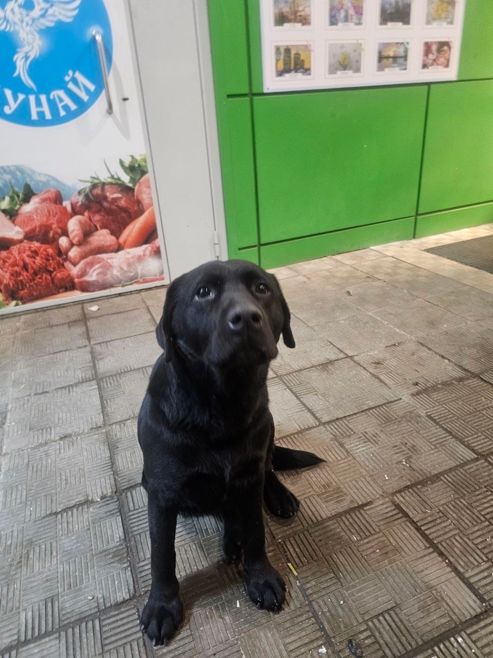 Найдена собака в Пушкине — фото объявления