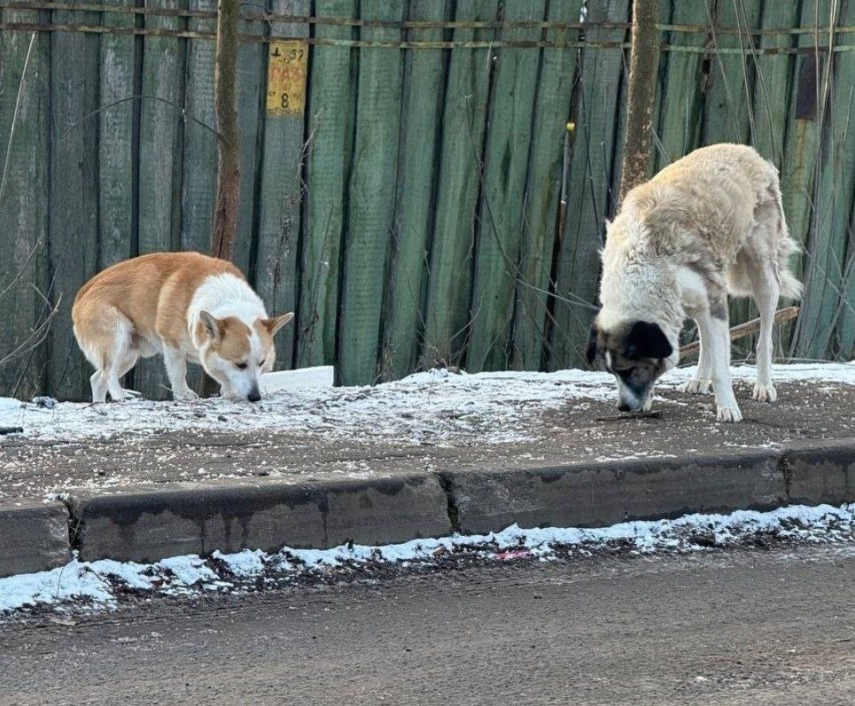 Пропала собака в Пушкине — фото объявления
