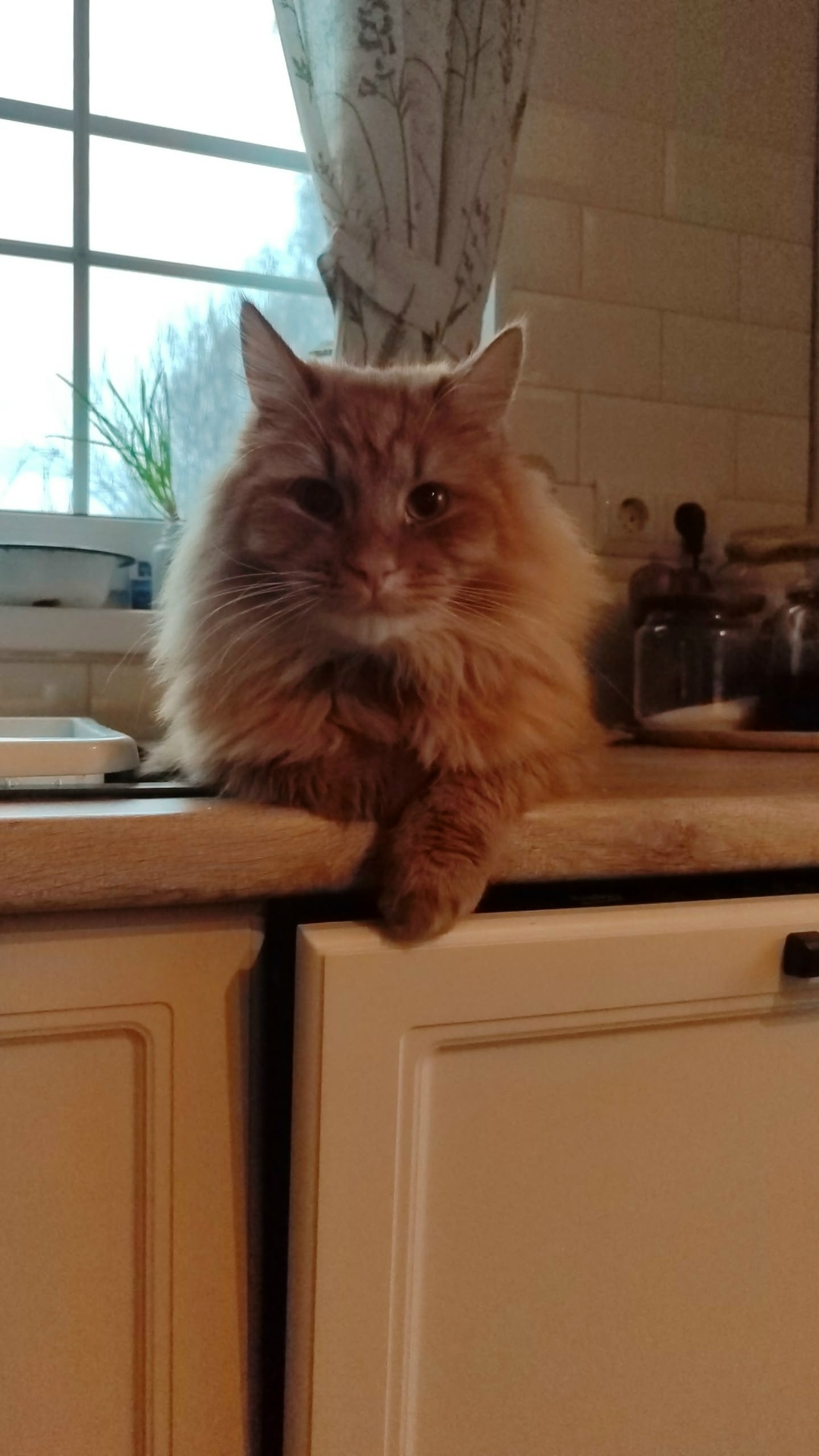 Пропала кошка в Пушкине — фото объявления