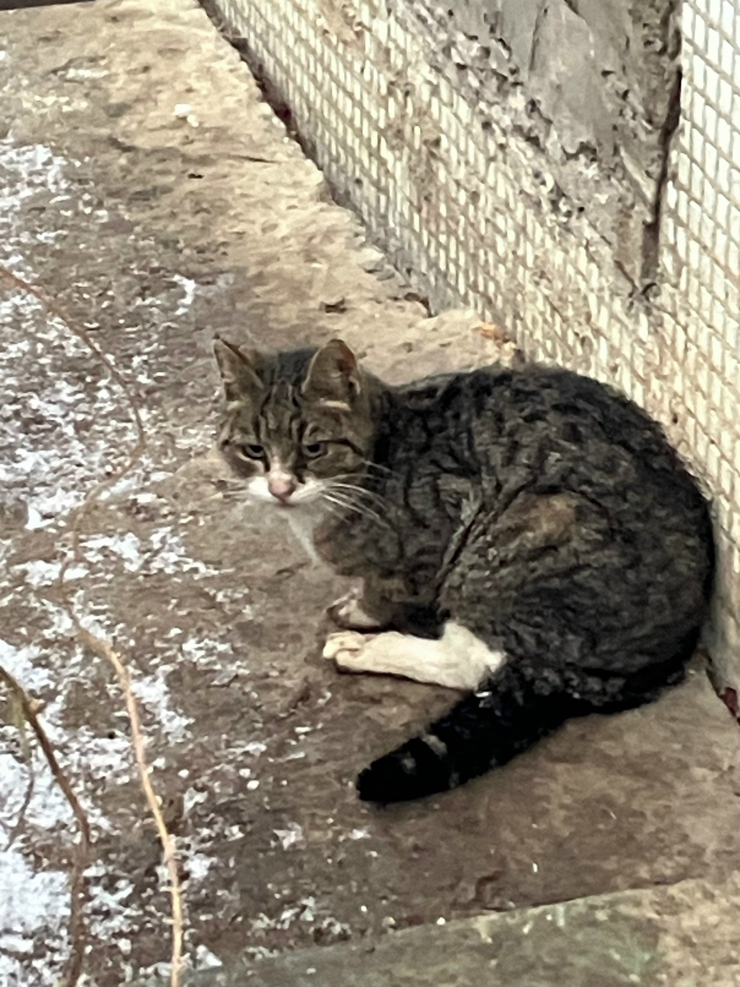 Пропала кошка в Пушкине — фото объявления