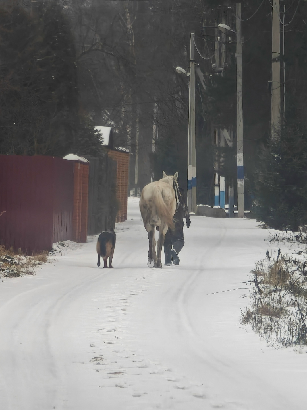 Пропала собака в Пушкине — фото объявления