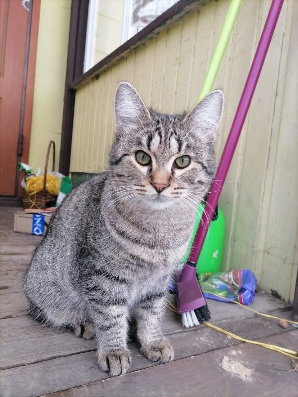 Пропала кошка в Пушкине — фото объявления
