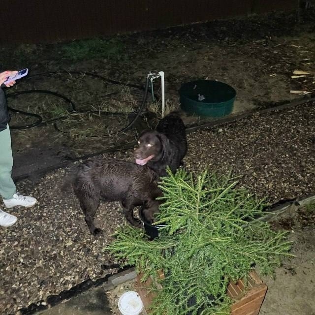 Найдена собака в Пушкине — фото объявления