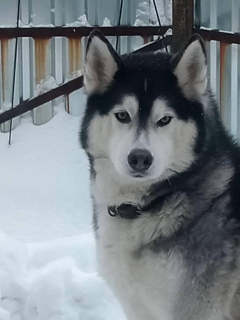 Пропала собака в Пушкине — фото объявления