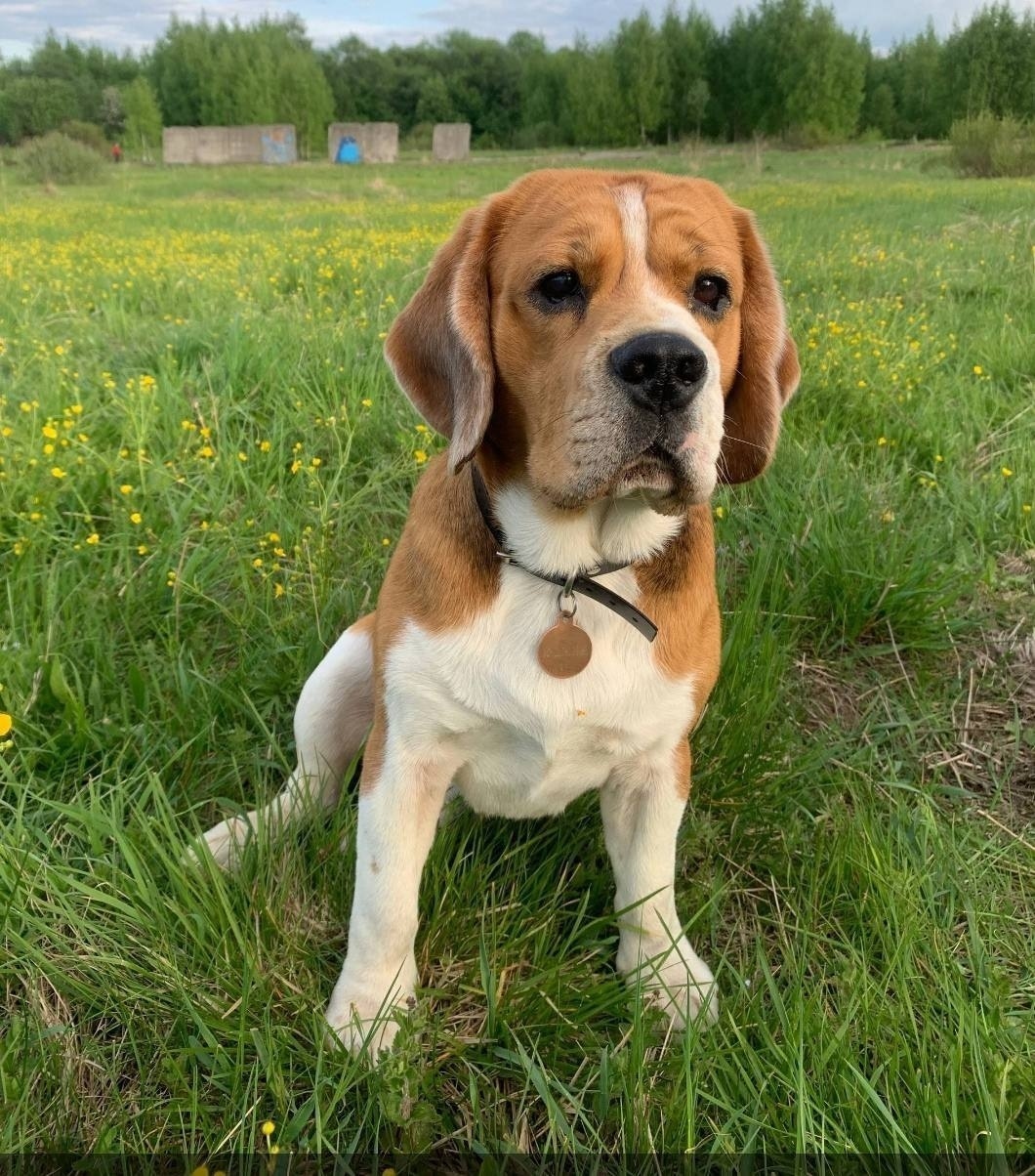 Пропала собака в Пушкине — фото объявления