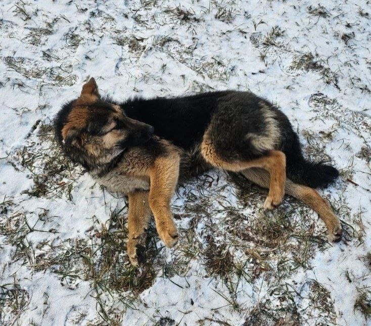Пропала собака в Пушкине — фото объявления