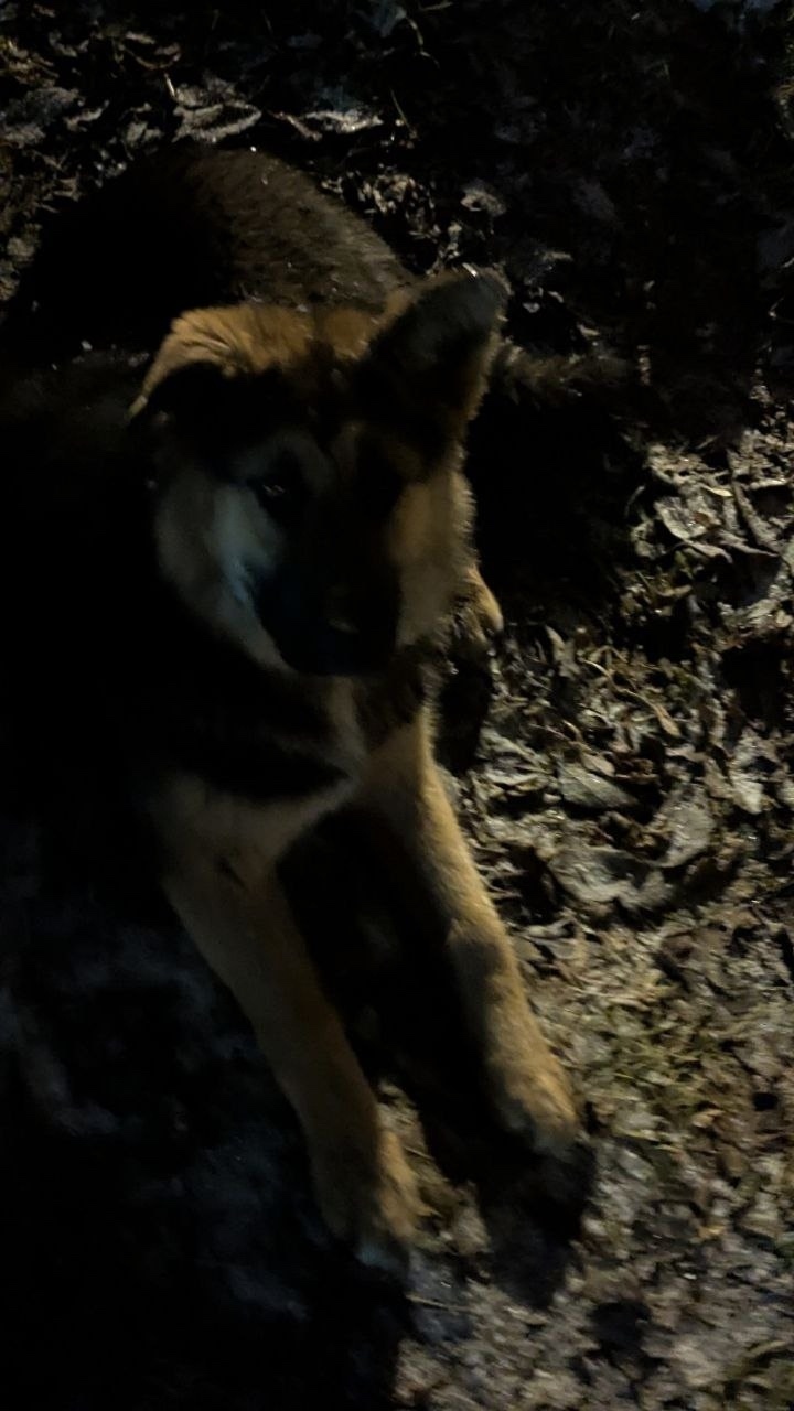 Найдена собака в Пушкине — фото объявления