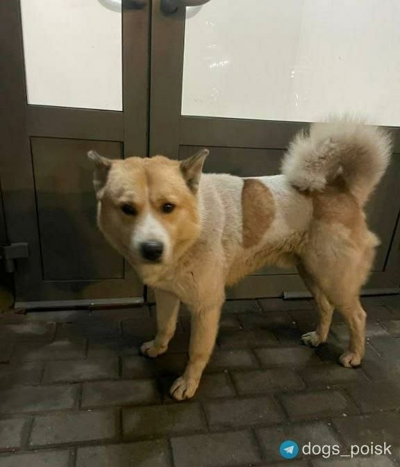 Найдена собака в Пушкине — фото объявления