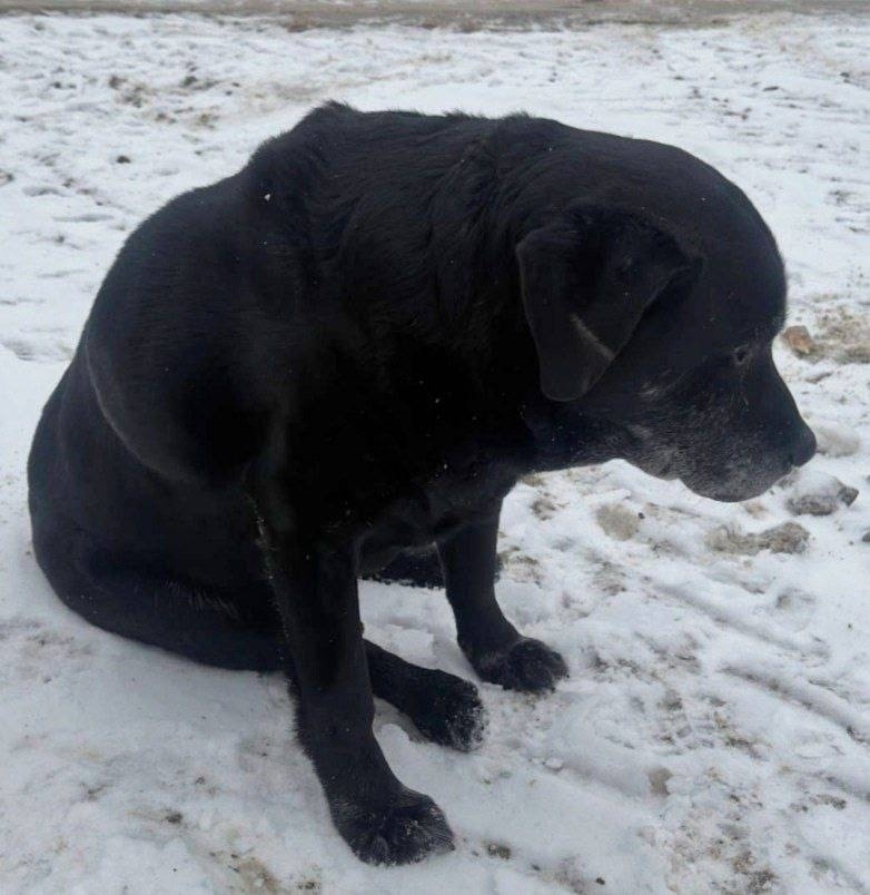 Найдена собака в Пушкине — фото объявления