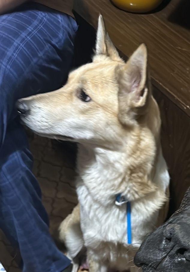 Пропала собака в Пушкине — фото объявления