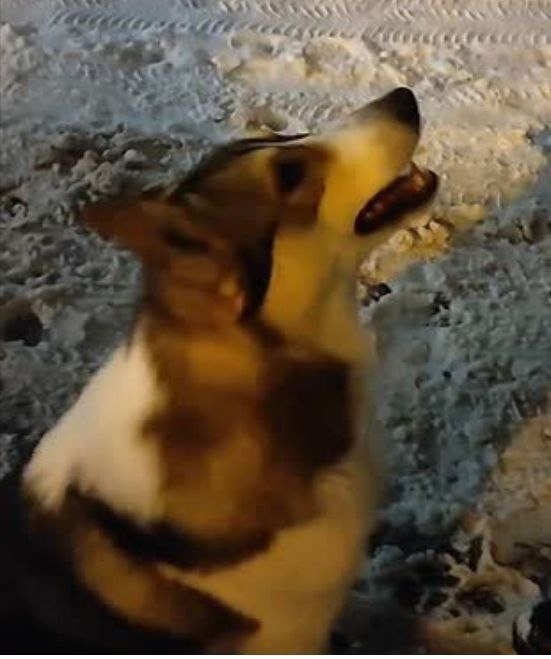 Пропала собака в Пушкине — фото объявления