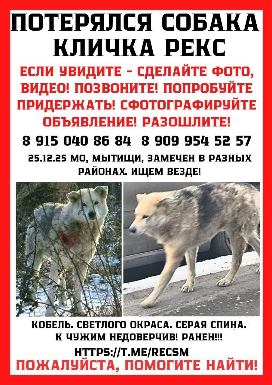 Пропала собака в Пушкине — фото объявления