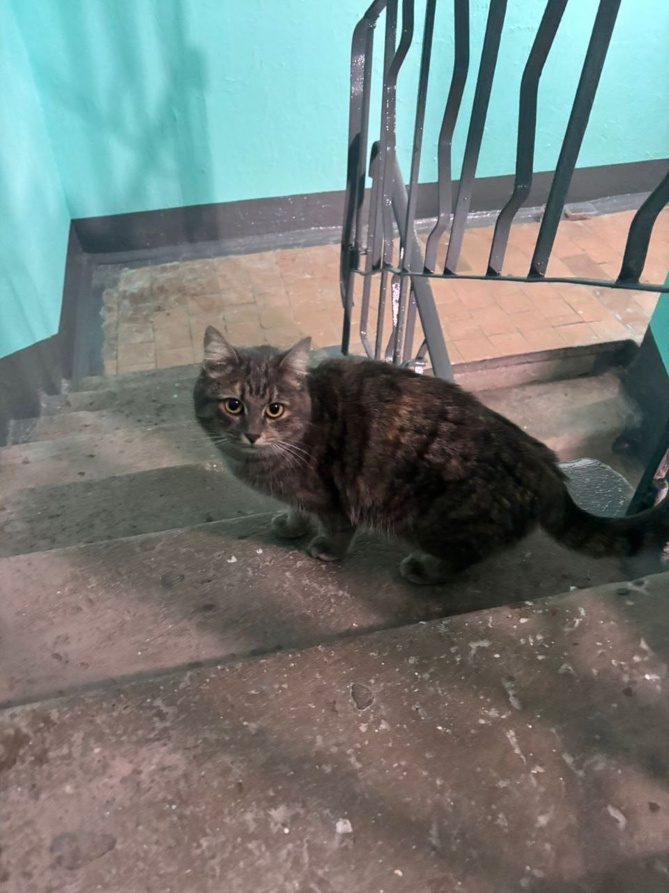 Найдена кошка в Пушкине — фото объявления