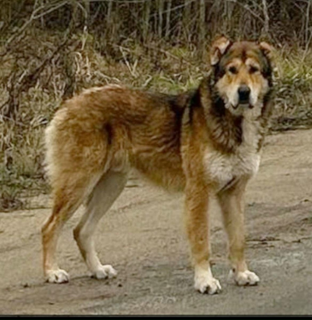 Пропала собака в Пушкине — фото объявления