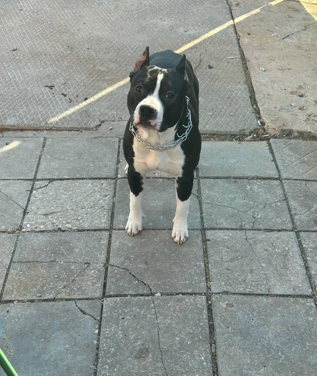 Пропала собака в Пушкине — фото объявления