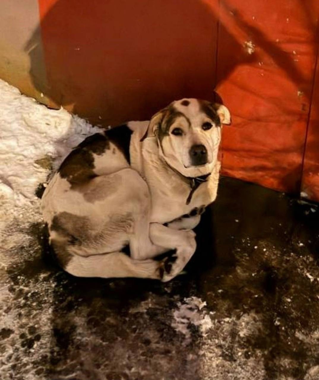 Найдена собака в Пушкине — фото объявления