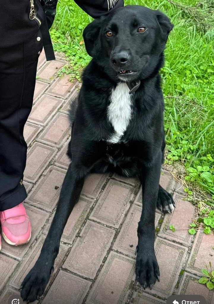 Пропала собака в Пушкине — фото объявления