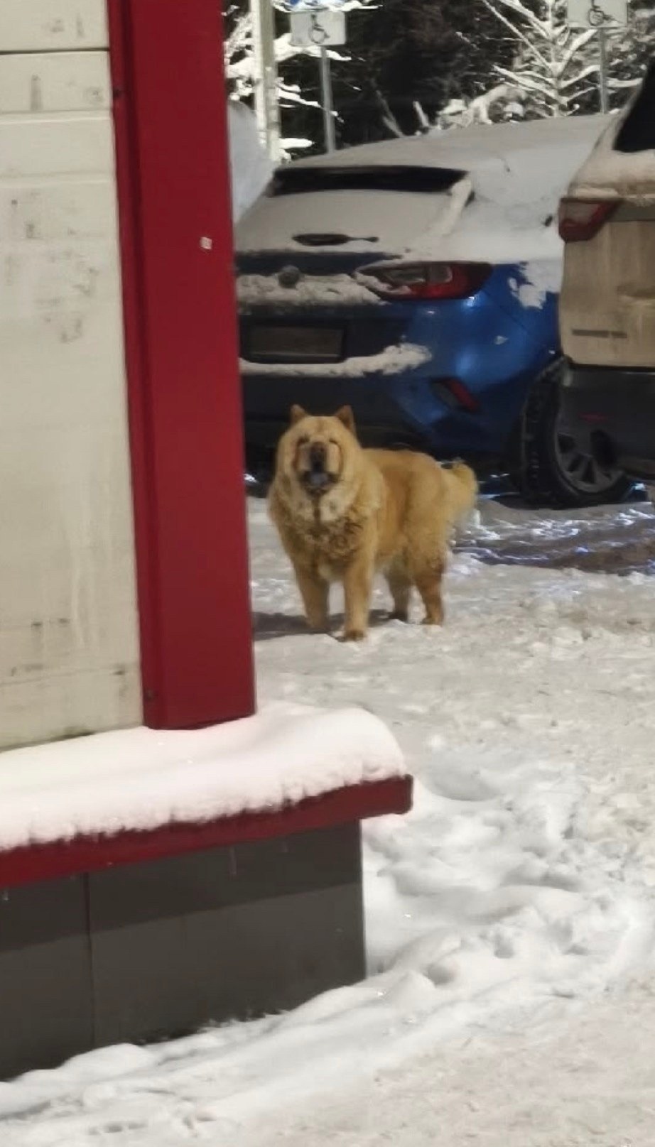 Пропала собака в Пушкине — фото объявления