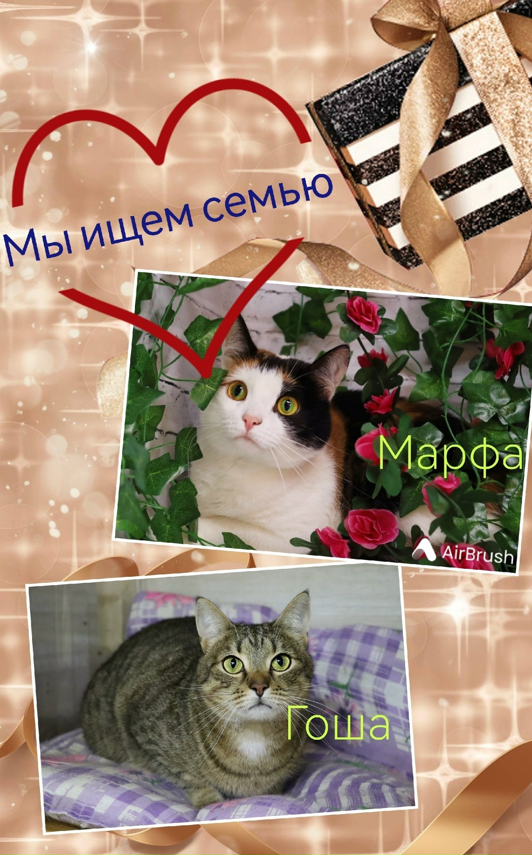 Пропала кошка в Пушкине — фото объявления